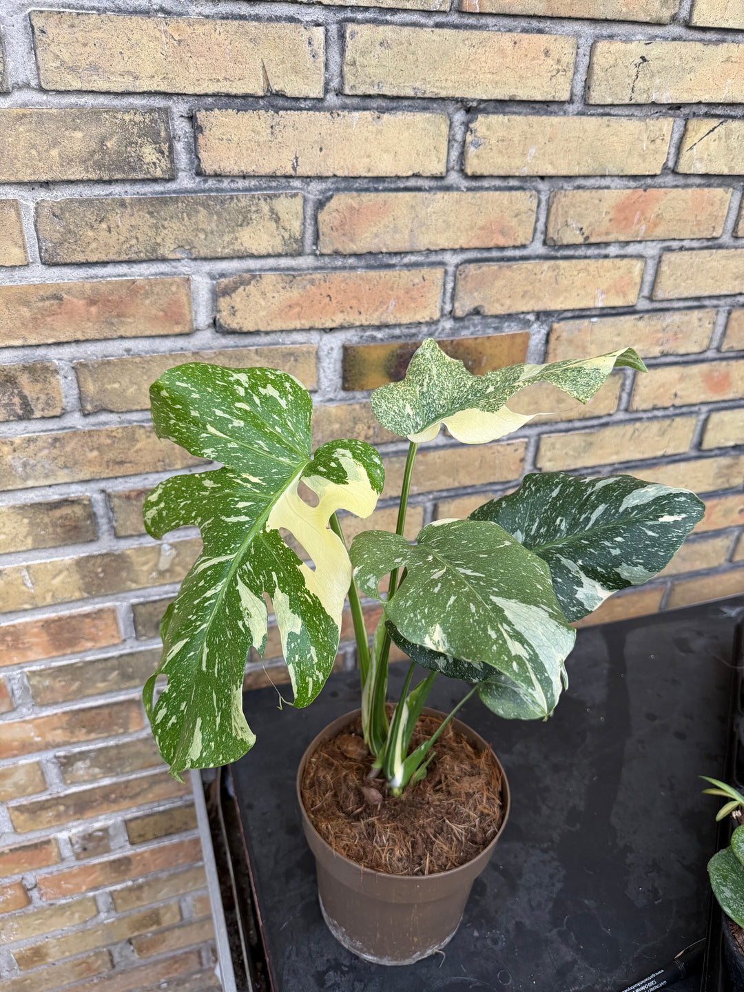 Monstera Thai mutation