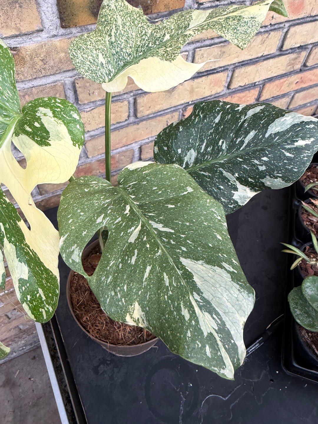 Monstera Thai mutation