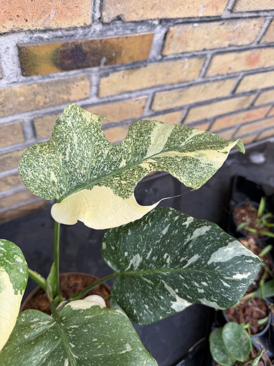 Monstera Thai mutation