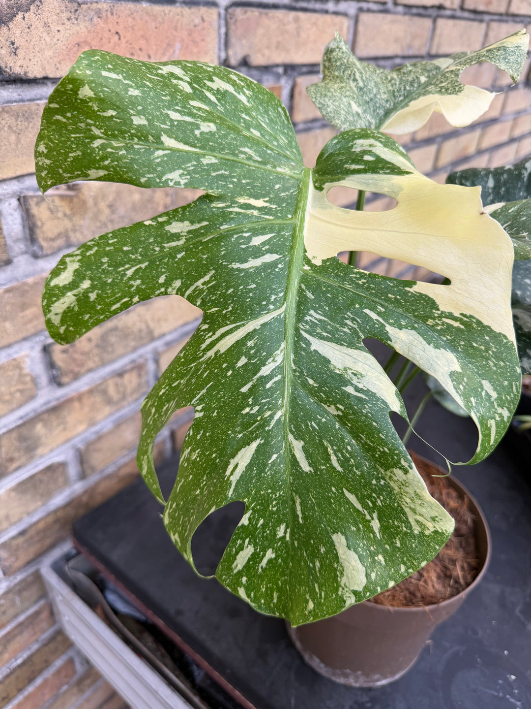 Monstera Thai mutation