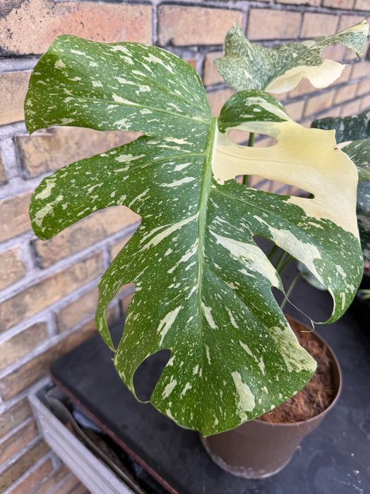Monstera Thai mutation