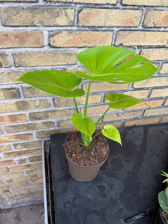 Monstera golden xxl