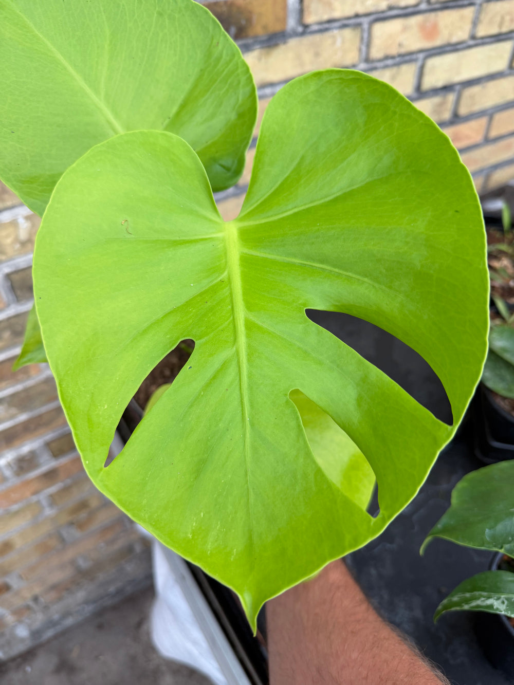 Monstera golden xxl