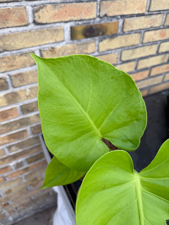 Monstera golden xxl
