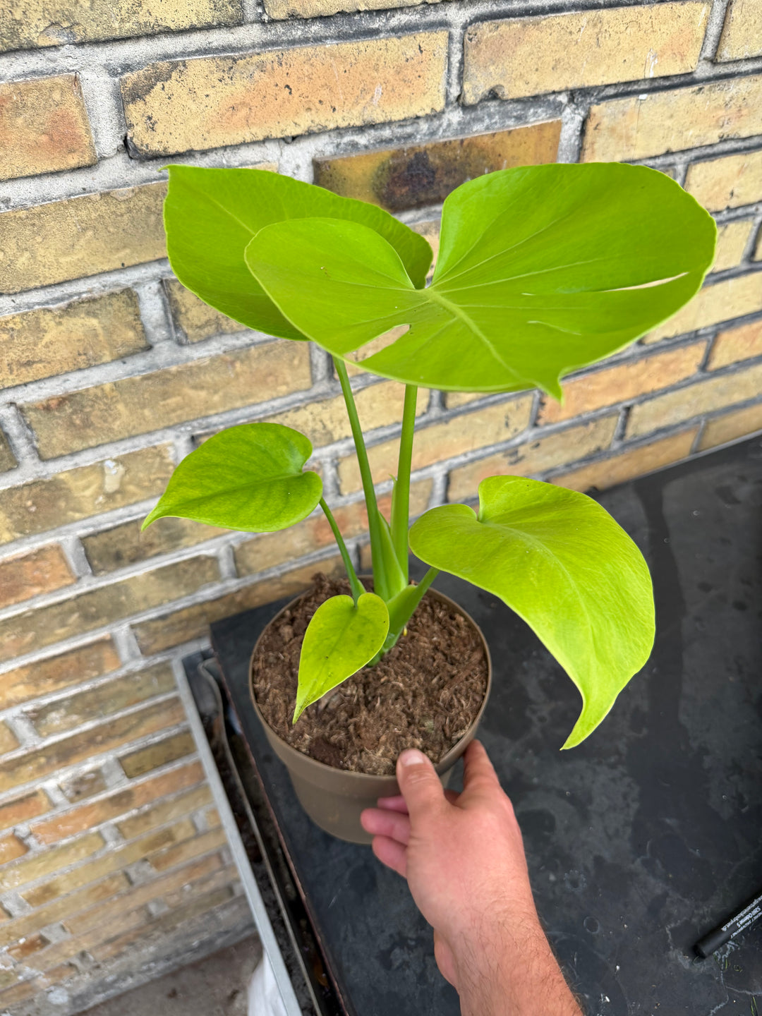 Monstera golden xxl