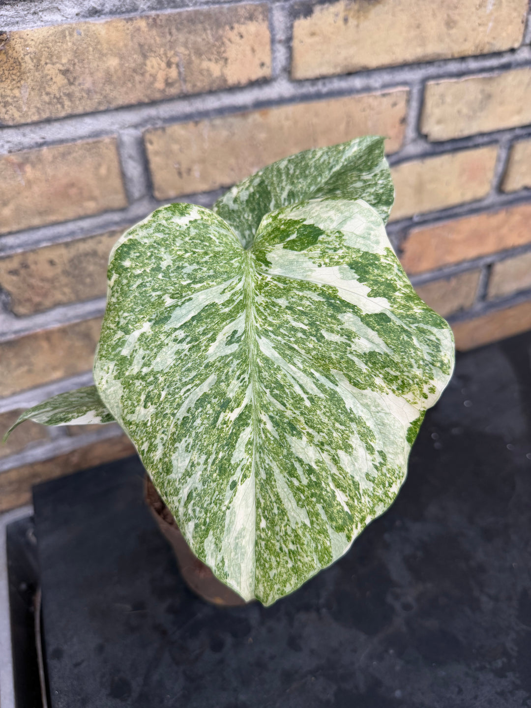 Monstera Thai constellation Green snow