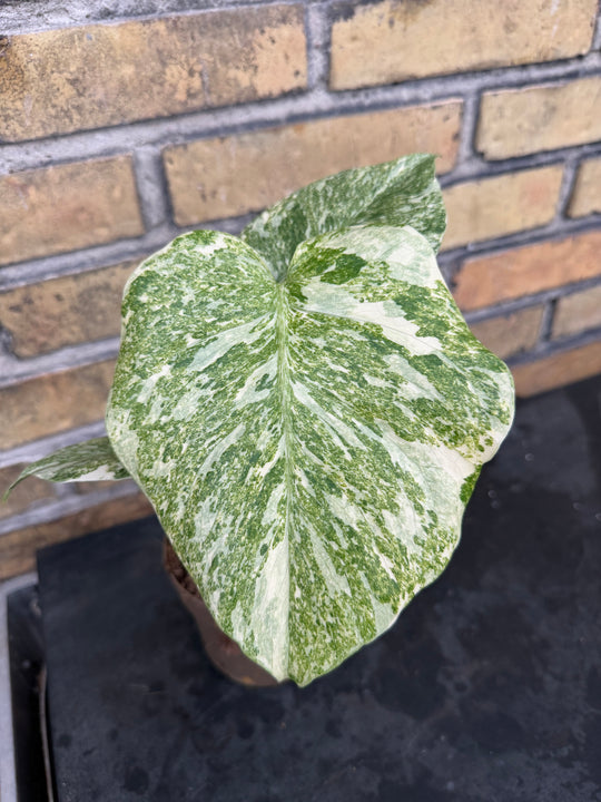 Monstera Thai constellation Green snow