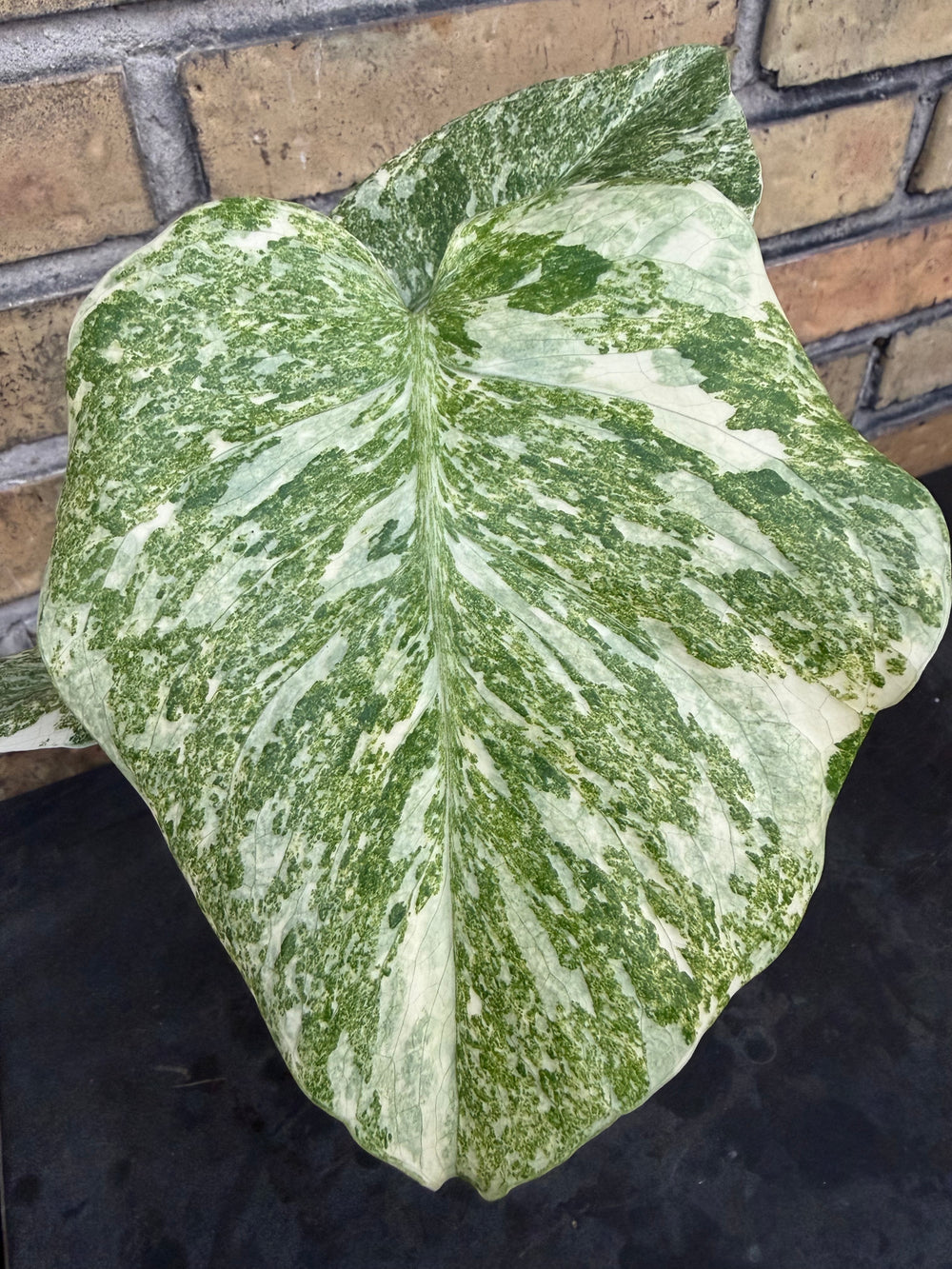 Monstera Thai constellation Green snow