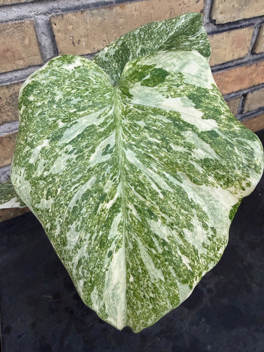 Monstera Thai constellation Green snow