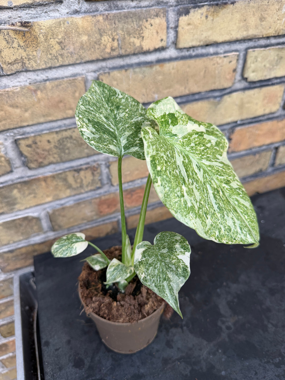 Monstera Thai constellation Green snow