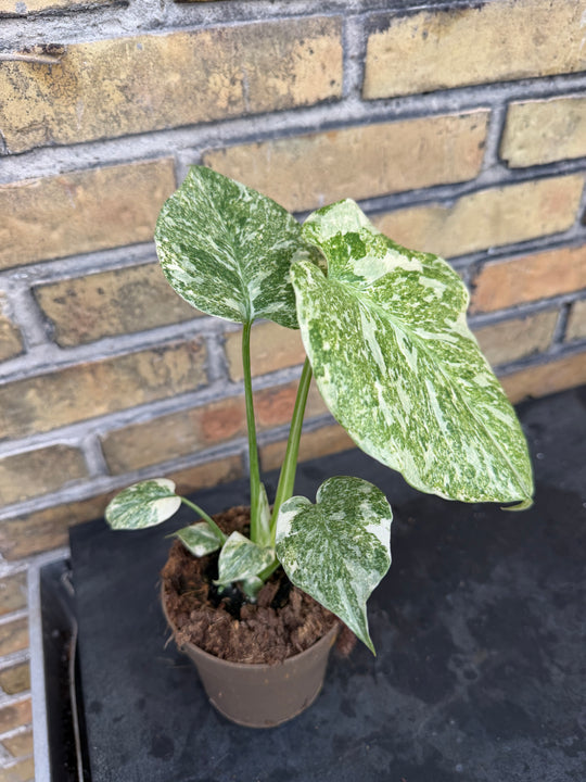 Monstera Thai constellation Green snow