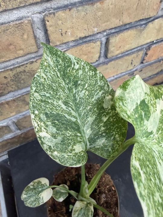 Monstera Thai constellation Green snow