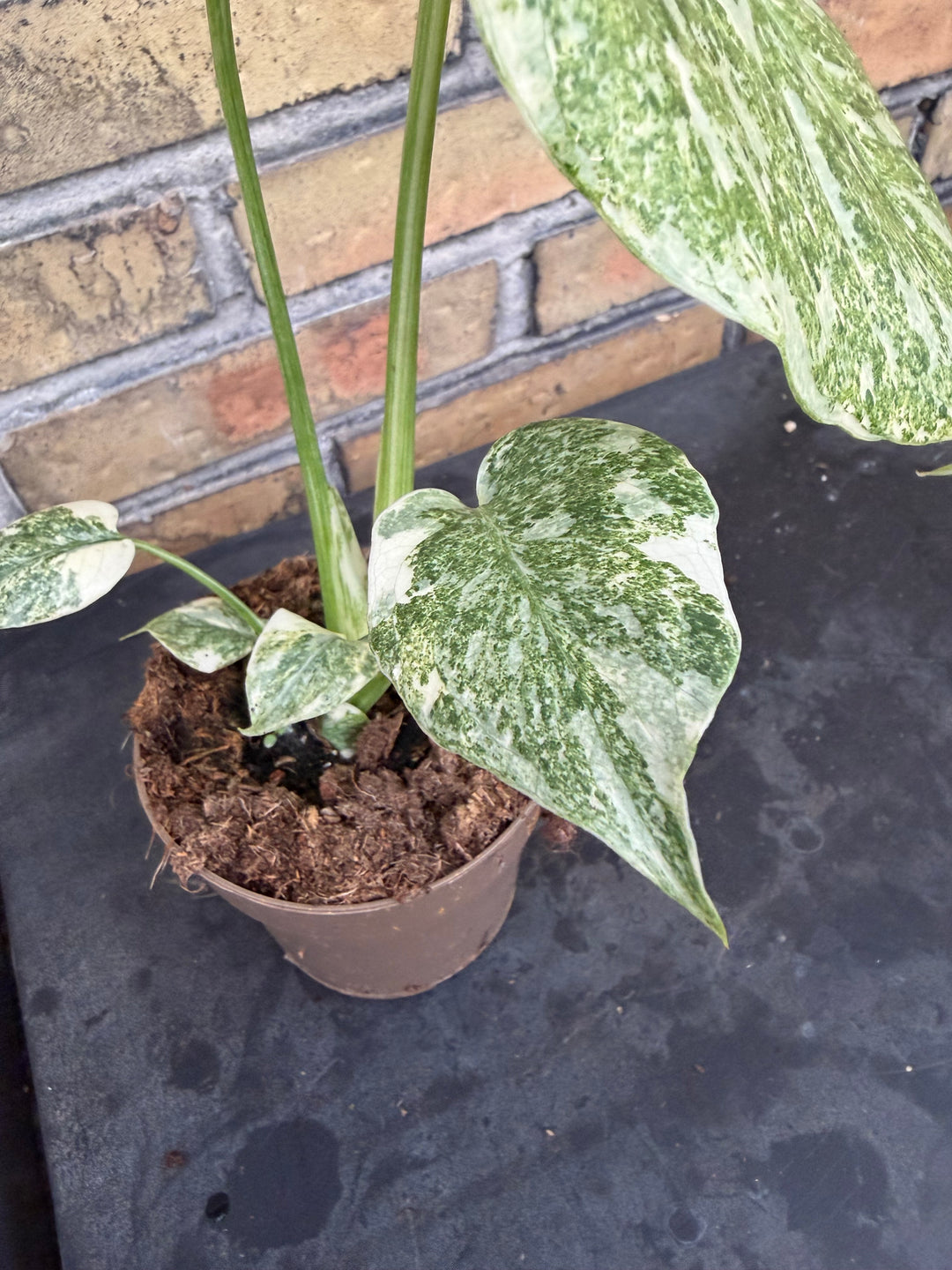 Monstera Thai constellation Green snow