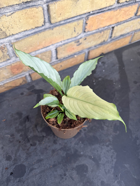 Spathiphyllum jade