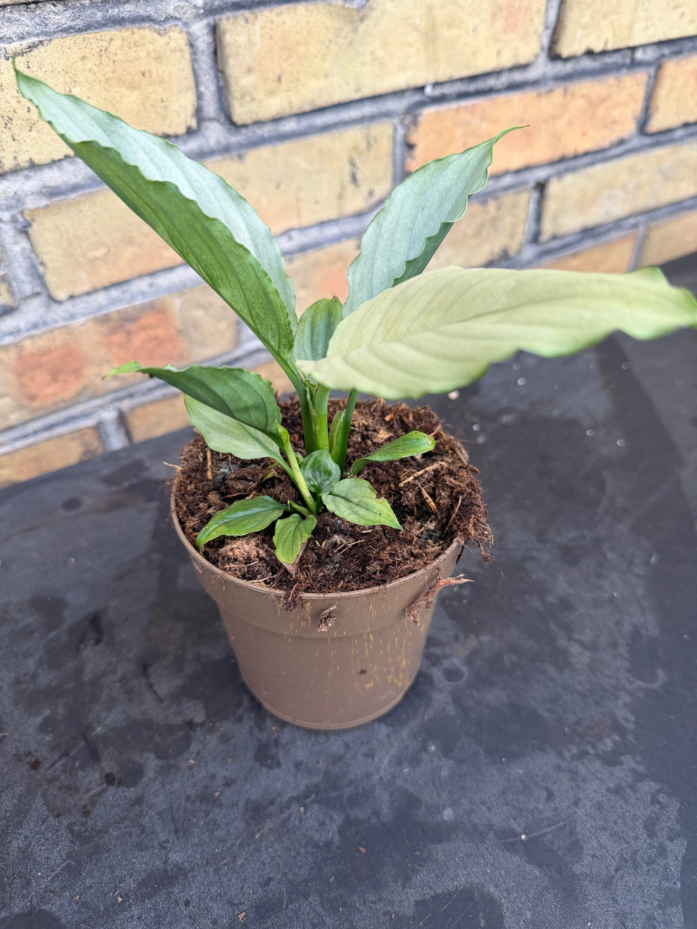 Spathiphyllum jade
