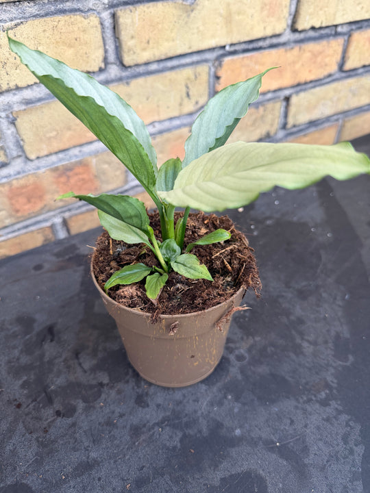 Spathiphyllum jade