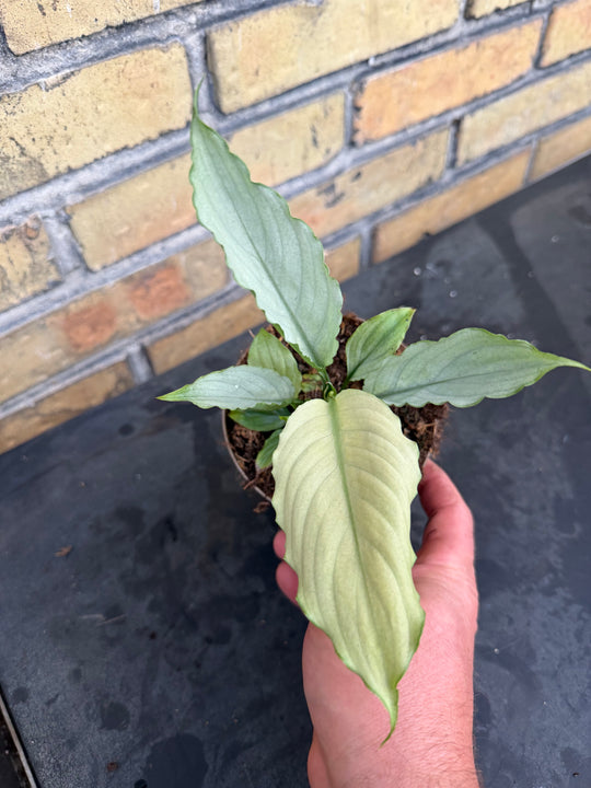 Spathiphyllum jade