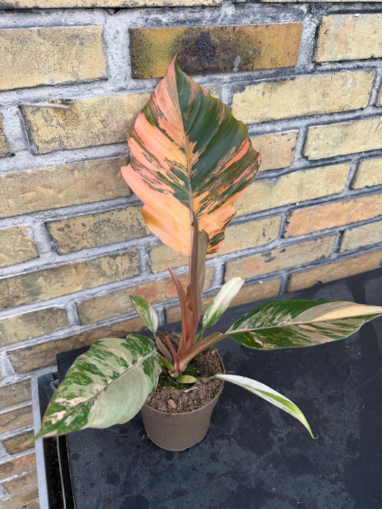 Philodendron caramel marble