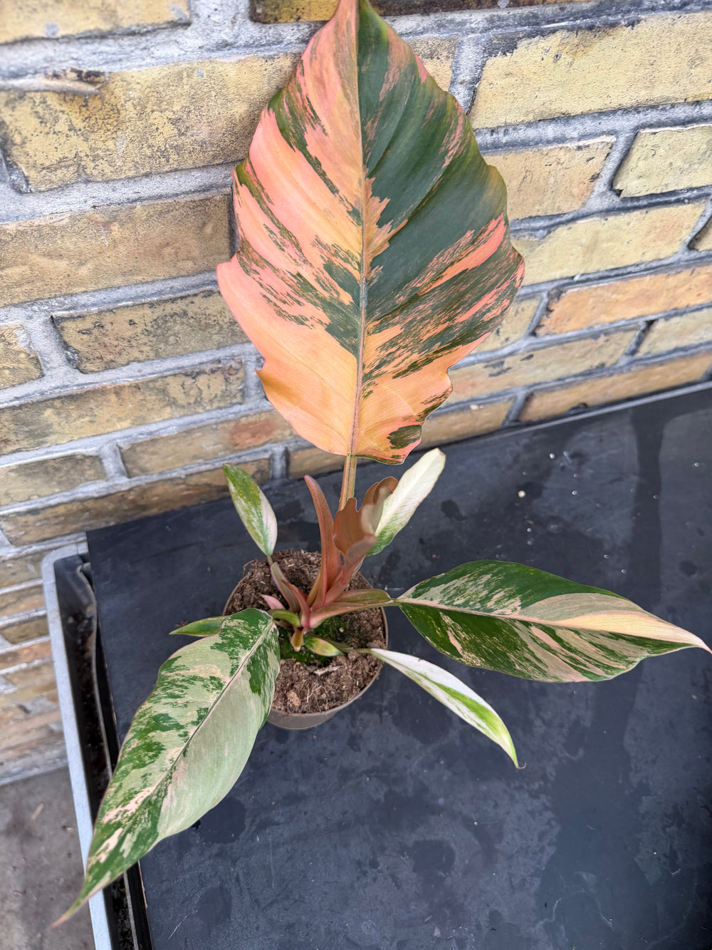 Philodendron caramel marble