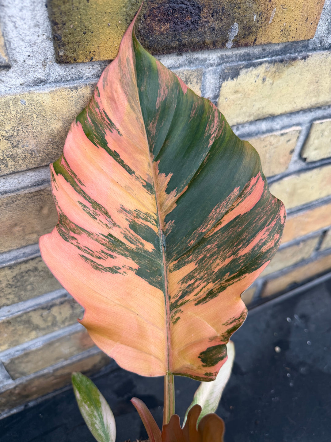 Philodendron caramel marble