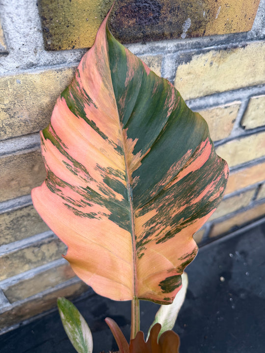 Philodendron caramel marble