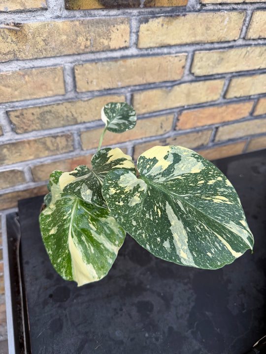 Monstera Thai Constellation Creme Burlee