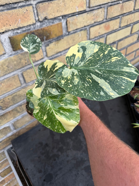 Monstera Thai Constellation Creme Burlee