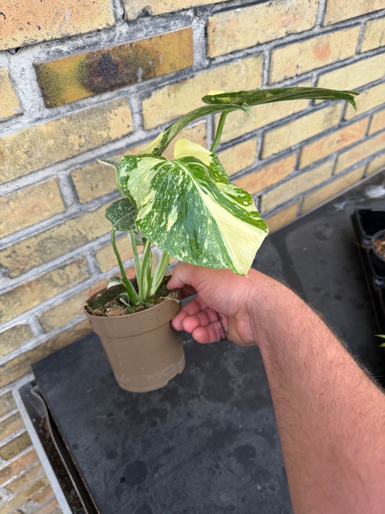 Monstera Thai Constellation Creme Burlee