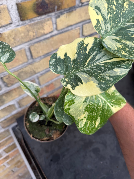 Monstera Thai Constellation Creme Burlee