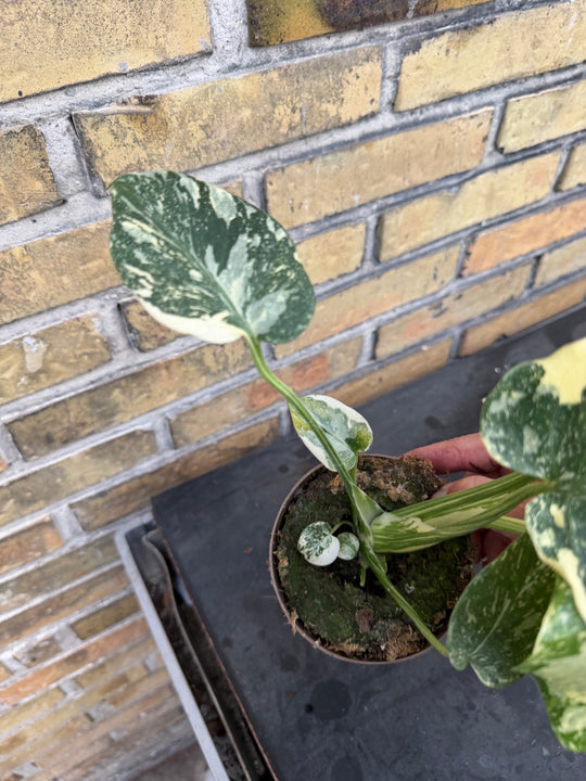 Monstera Thai Constellation Creme Burlee