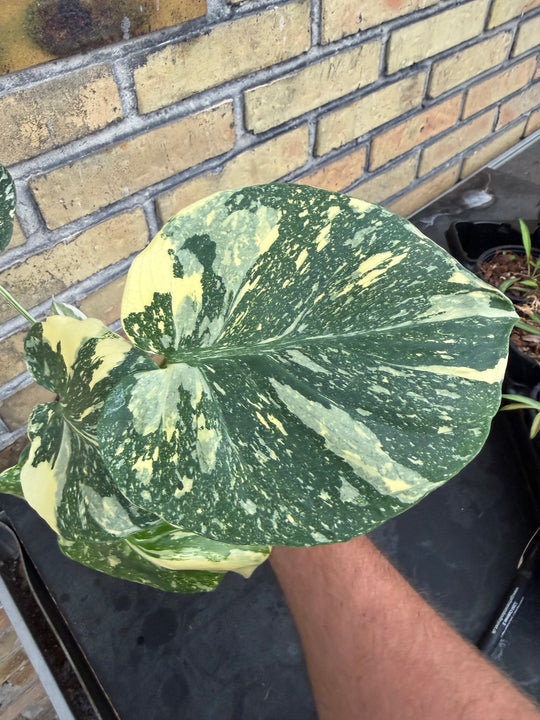 Monstera Thai Constellation Creme Burlee