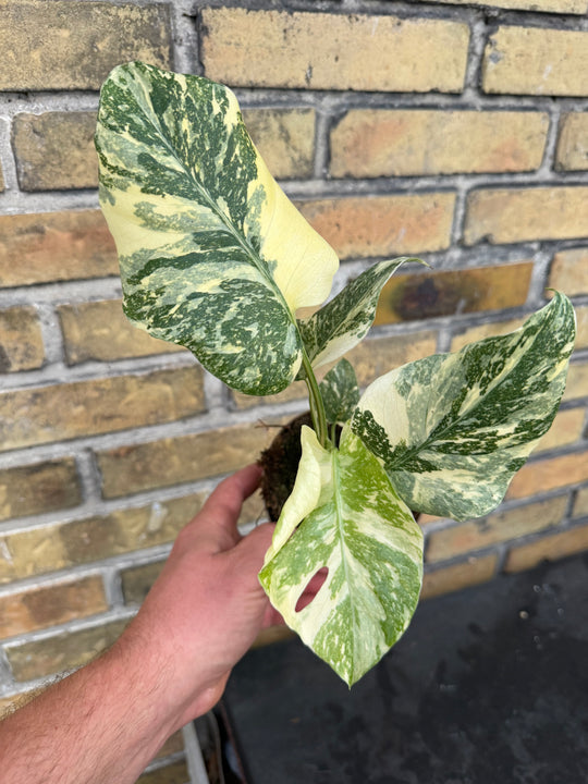 Monstera Thai constellation creme burlee