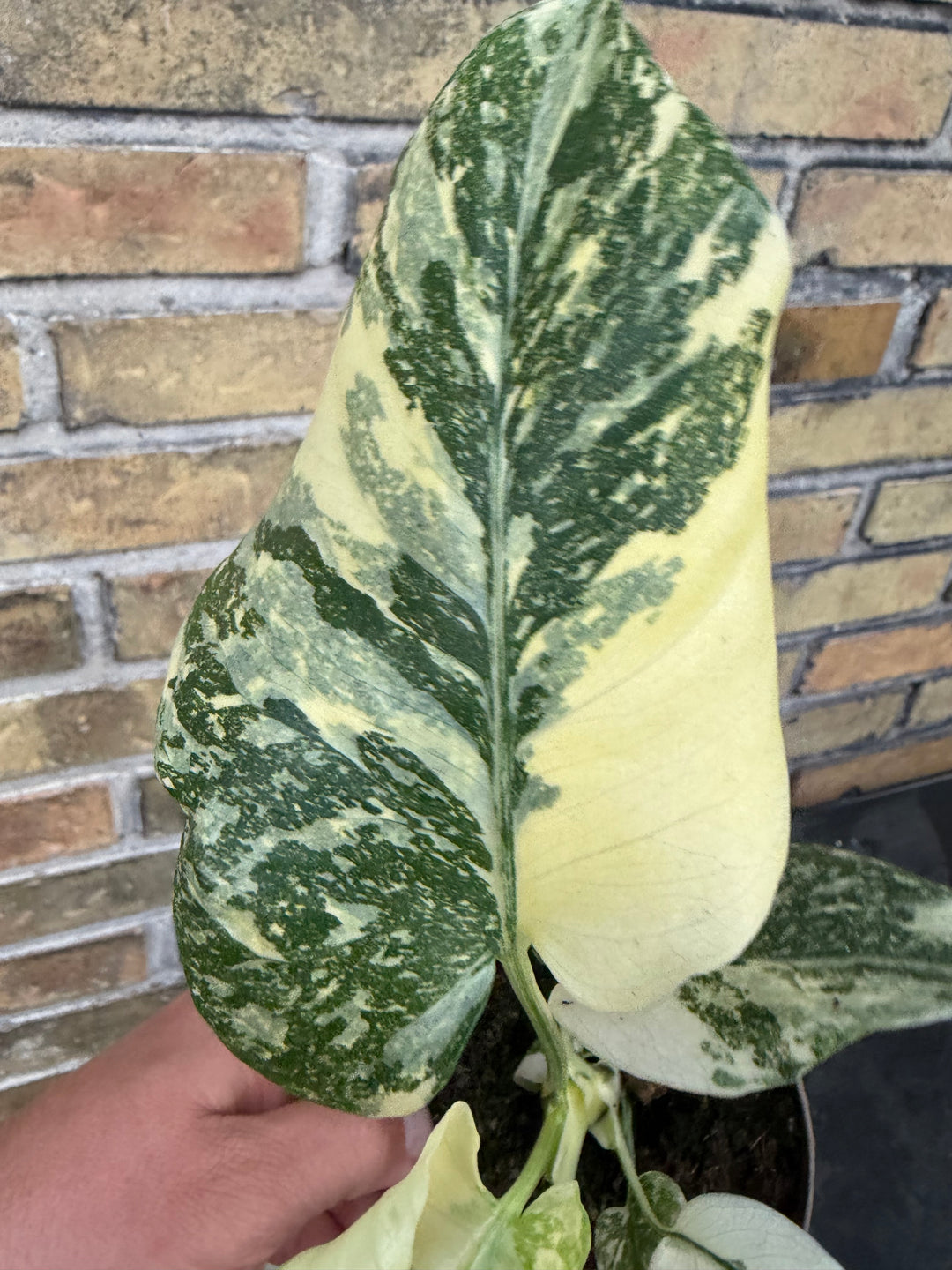 Monstera Thai constellation creme burlee