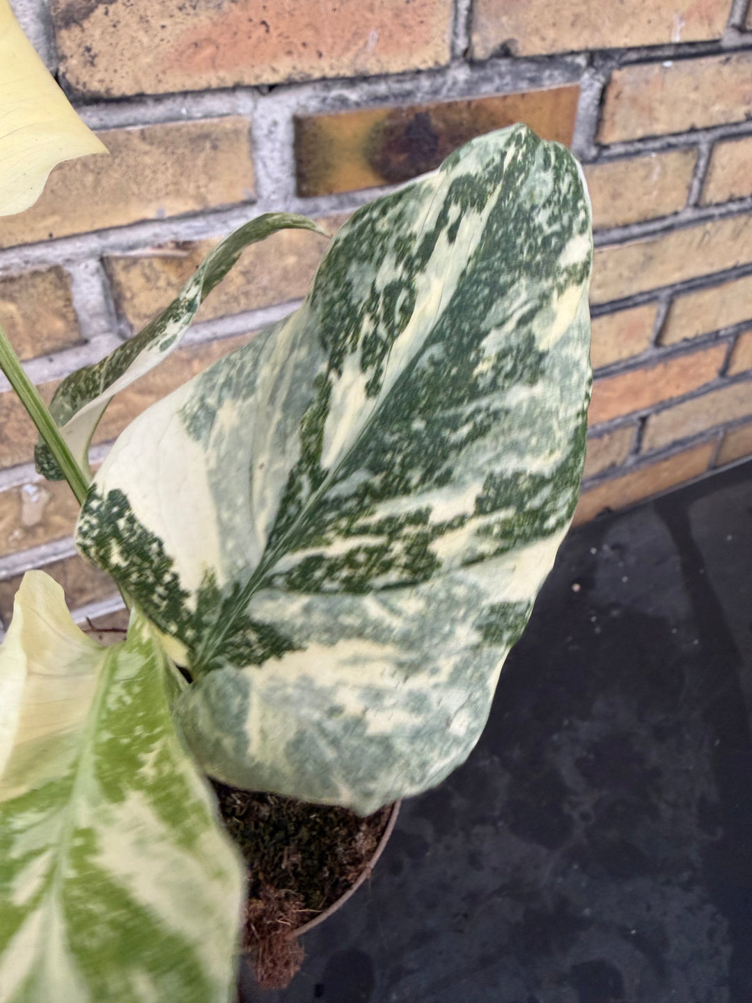 Monstera Thai constellation creme burlee