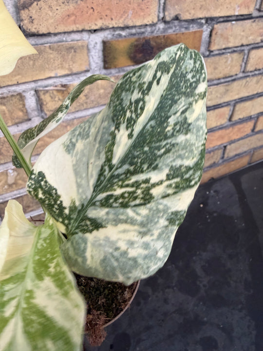 Monstera Thai constellation creme burlee