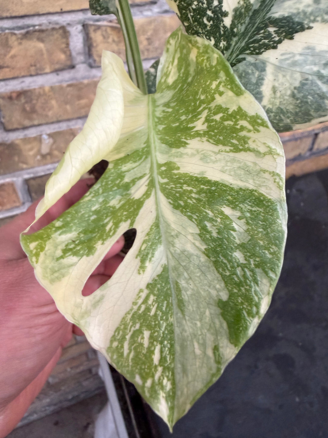 Monstera Thai constellation creme burlee