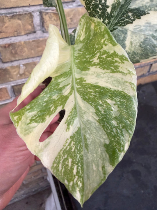 Monstera Thai constellation creme burlee