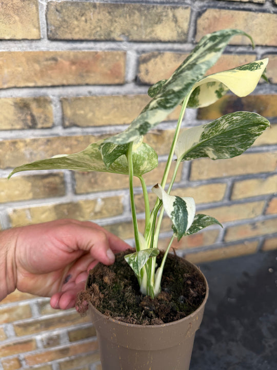 Monstera Thai constellation creme burlee
