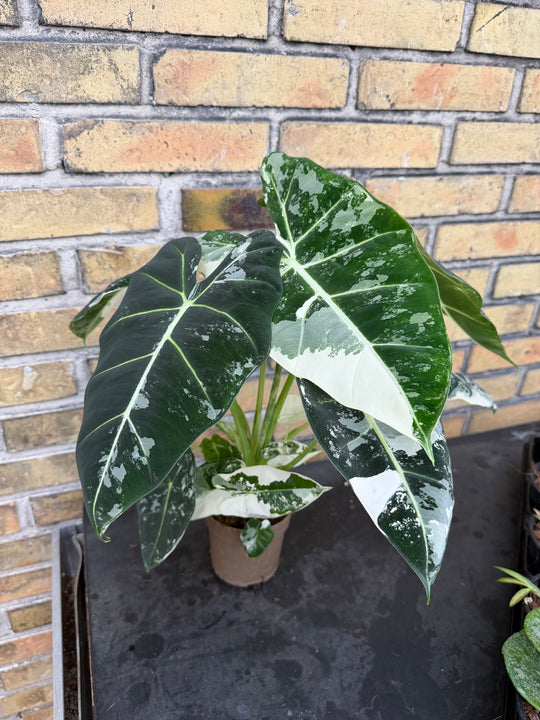 Alocasia frydek Varigata
