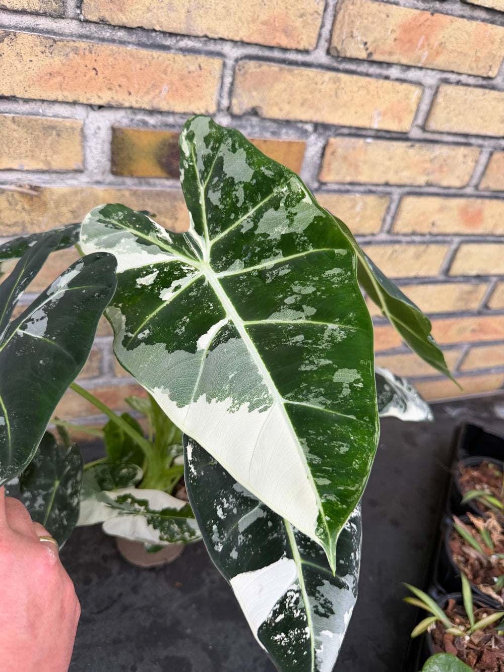 Alocasia frydek Varigata