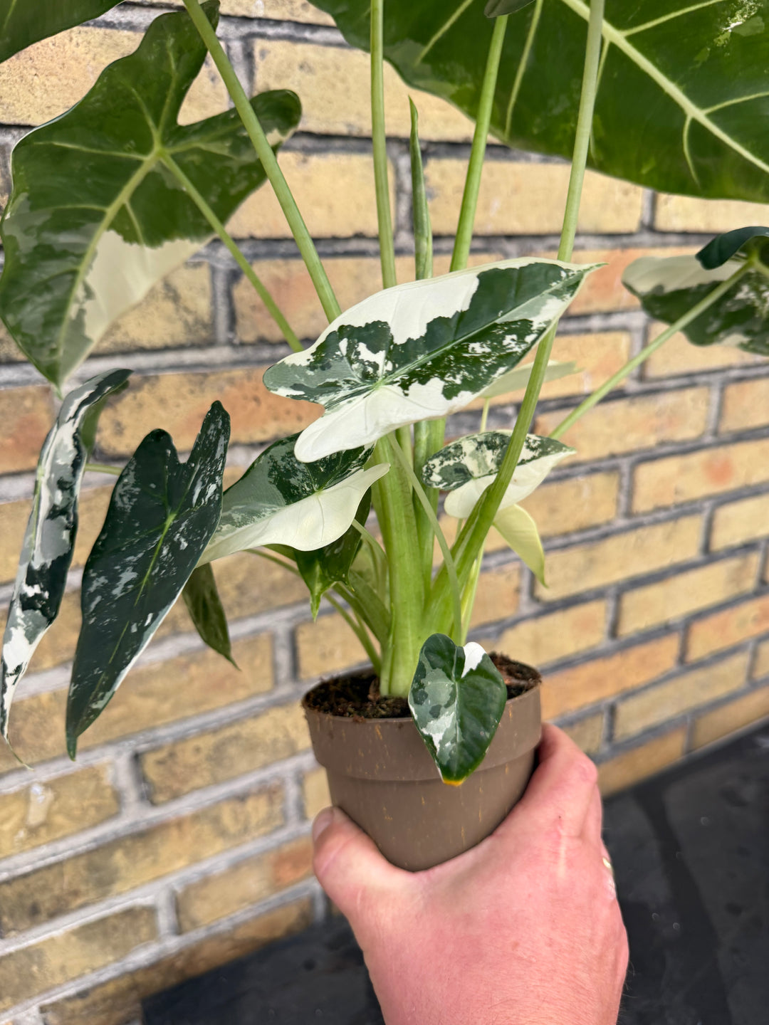 Alocasia frydek Varigata