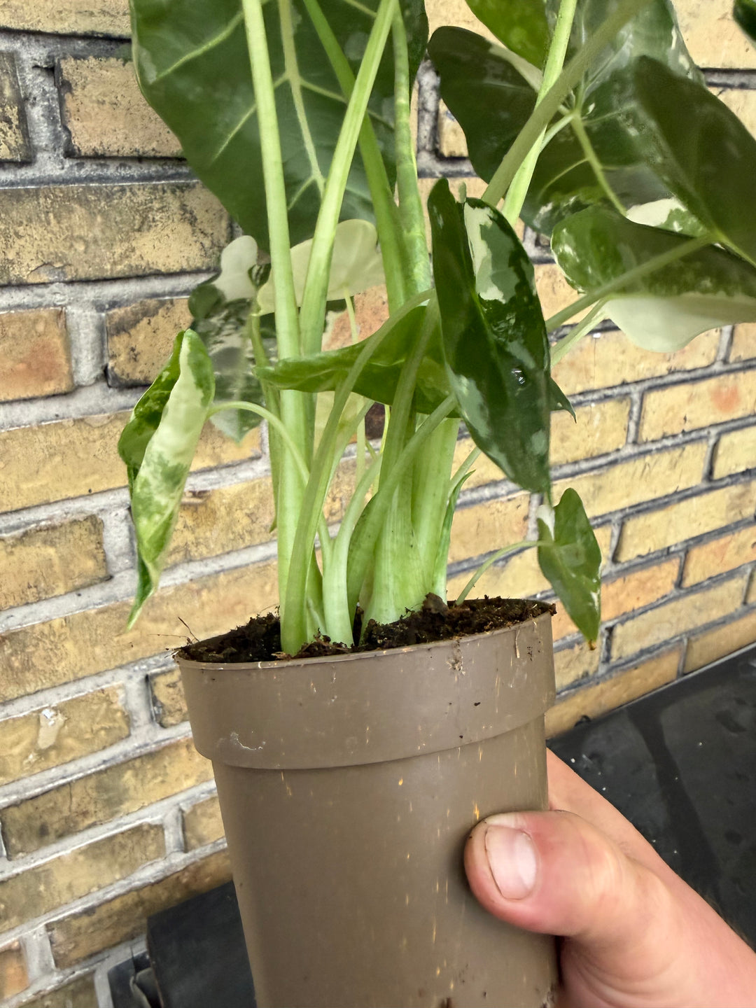 Alocasia frydek Varigata