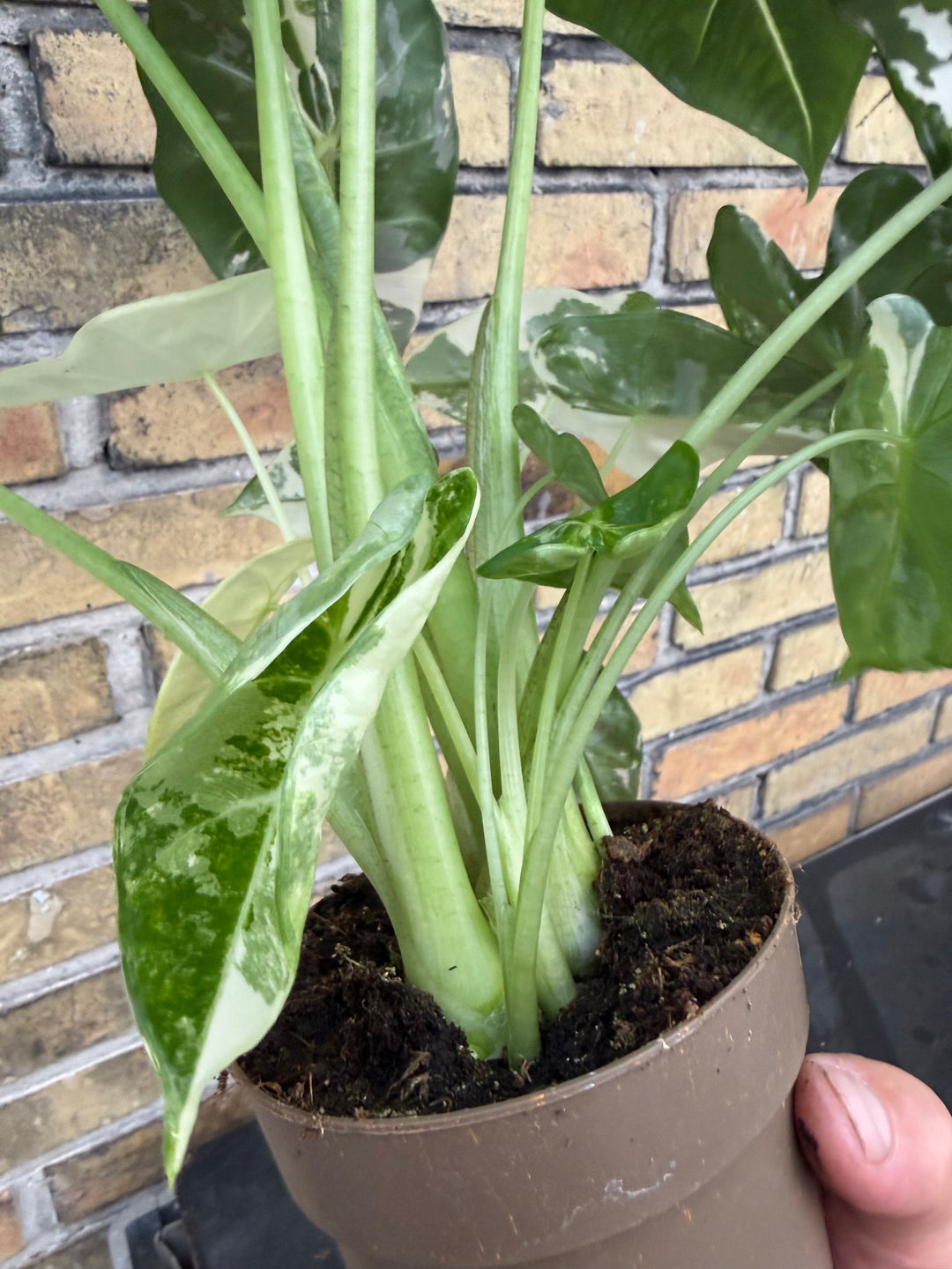 Alocasia frydek Varigata