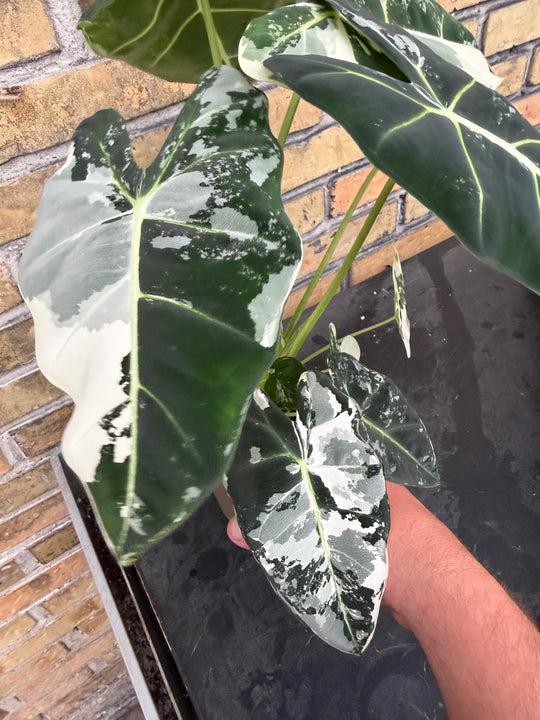 Alocasia frydek Varigata