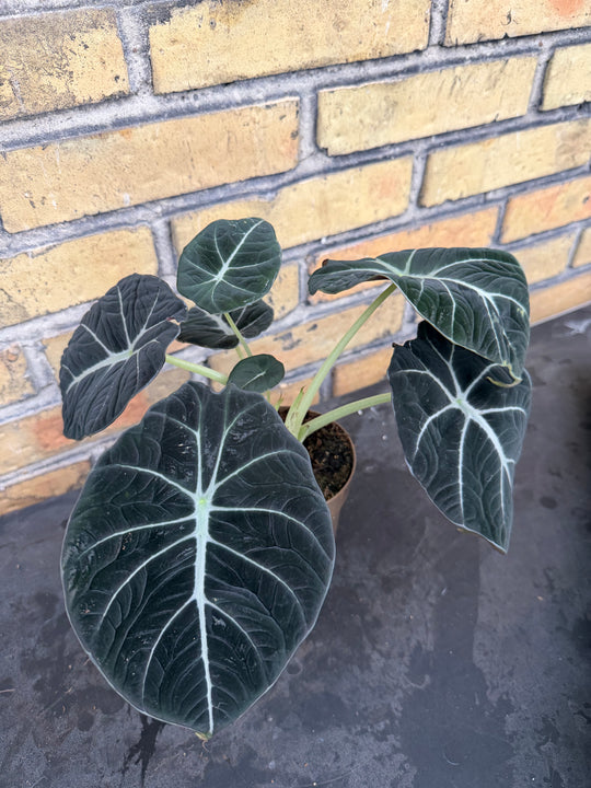 Alocasia Black velvet