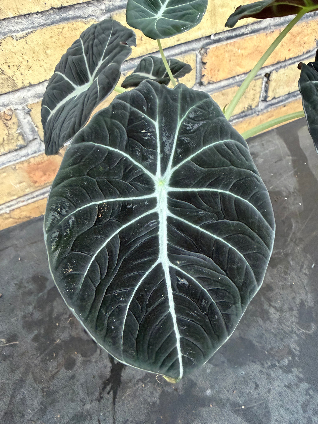 Alocasia Black velvet