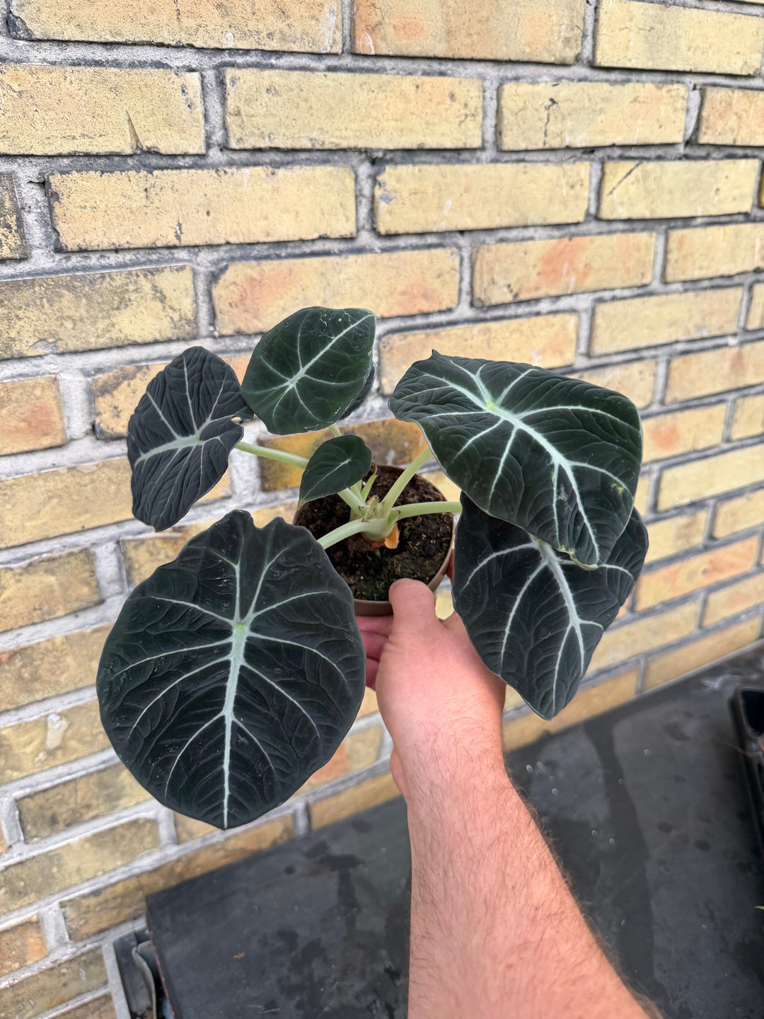 Alocasia Black velvet