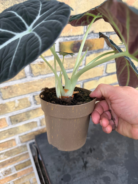 Alocasia Black velvet