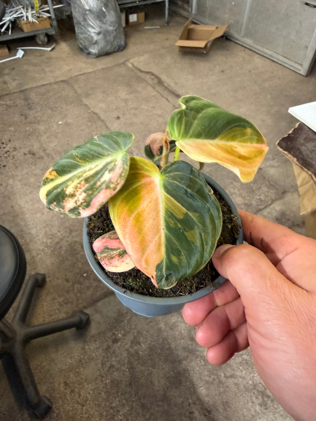 Philodendron melanochrysum pink variagata