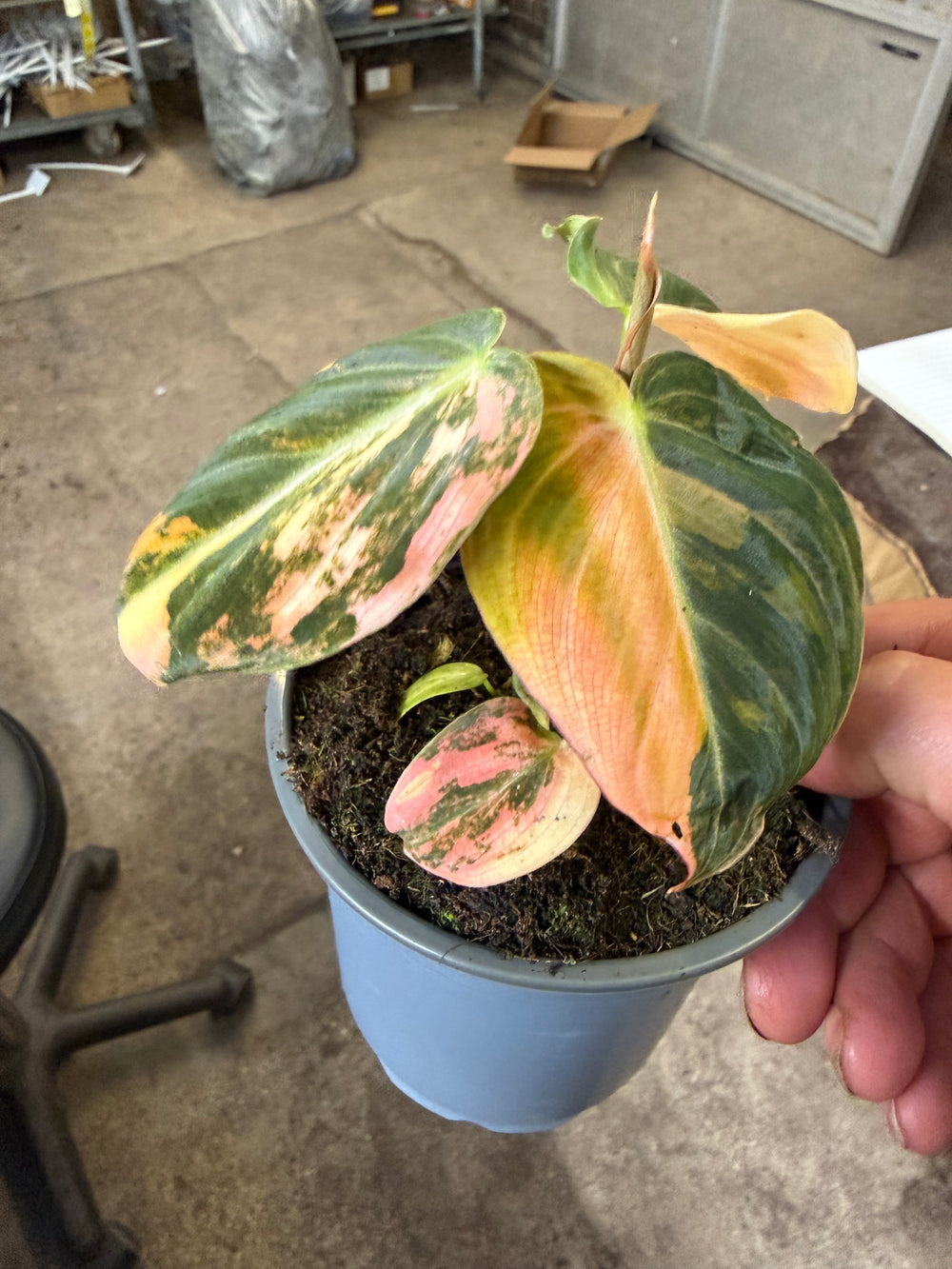 Philodendron melanochrysum pink variagata